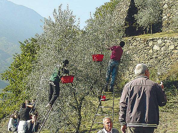 Ulivo olio Valtellina corriere.it