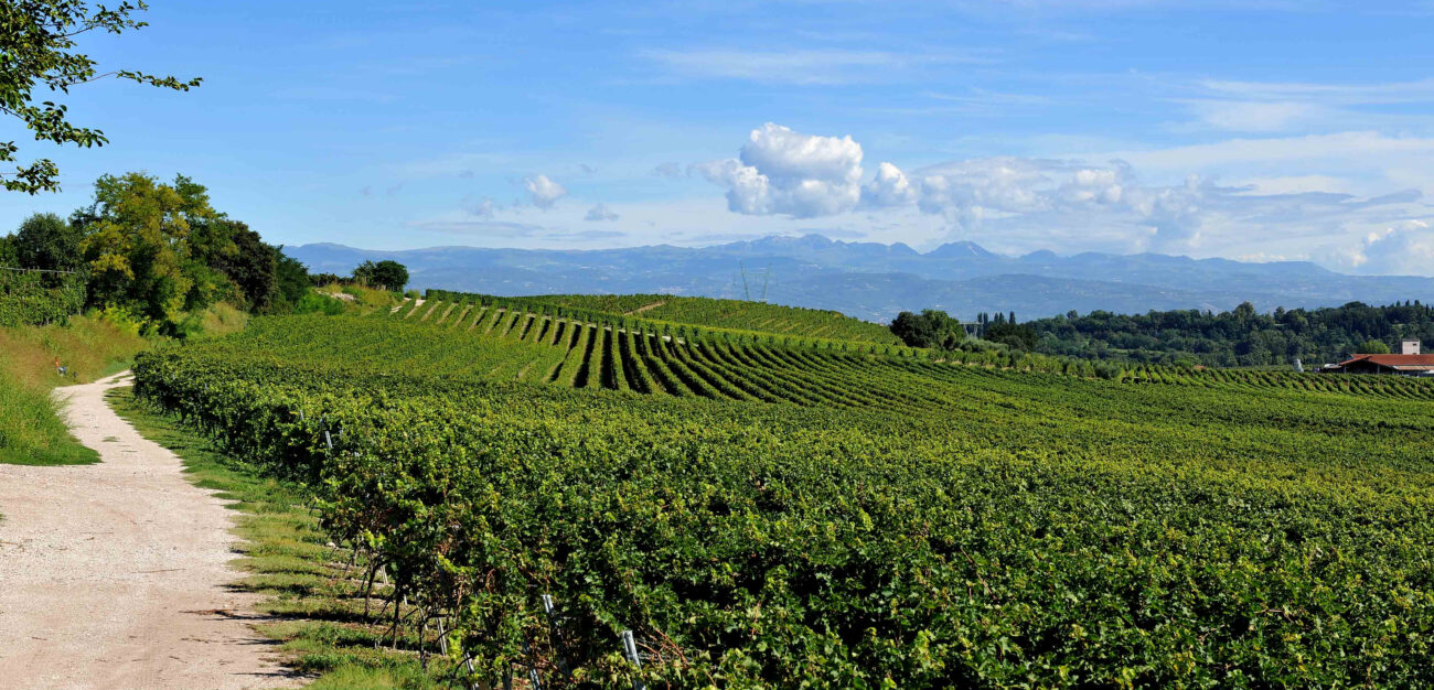 "Tra le vigne del Custoza": visite e degustazioni per i 50 anni della Doc