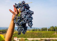 Vino, vendemmia 2022: vigneto Italia più forte di caldo e siccità