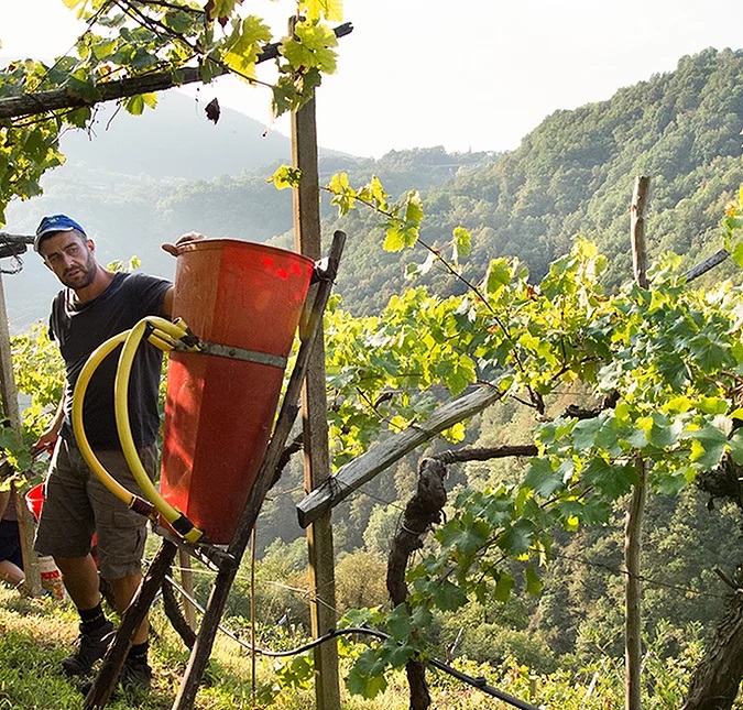 Agricola Mos, Miglior cantina Nord Italia 2022 Winemag.it il Trentino del futuro