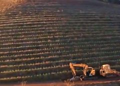 Apocalypse wine, attacco frontale alla viticoltura di Soave e al Cervim Mondial des Vins Extrêmes nel mirino Premia sfruttamento dissennato paesaggio