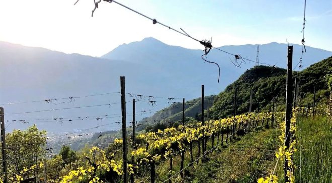 Viticoltura eroica il Trentino riscopre le «98 Terrazze della Vallarsa»