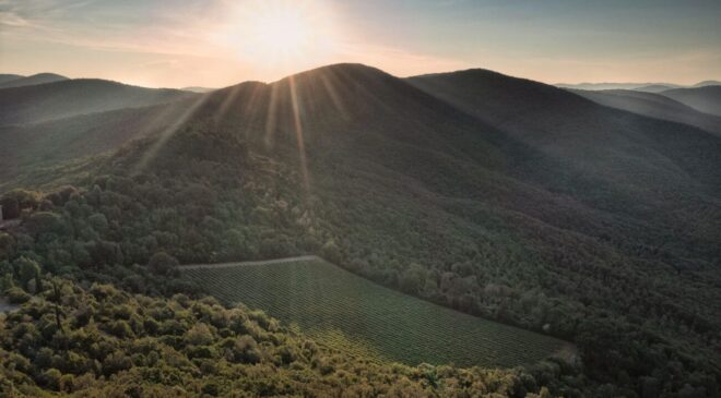 Tentata estorsione a Tenuta San Guido «150 mila euro o brucio vigneto Sassicaia»