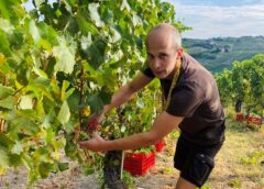 Vendemmia 2023, Lombardia in controtendenza si raccoglierà più uva del 2022