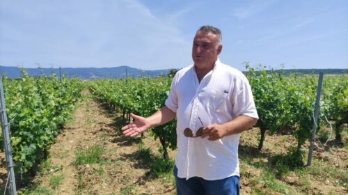 Benvenuti a Chamlija, il paradiso dei vini turchi così Mustafa Camlica scrive la storia del vino in Turchia