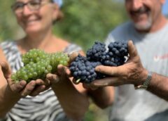 Alta Langa, Giovanni Carlo Bussi «Vendemmia 2024 Cruciale il ruolo del viticoltore» chardonnay pinot nero alte bollicine piemontesi