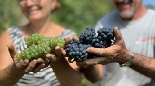 Alta Langa, Giovanni Carlo Bussi «Vendemmia 2024 Cruciale il ruolo del viticoltore» chardonnay pinot nero alte bollicine piemontesi