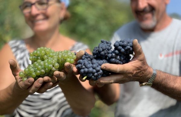 Alta Langa, Giovanni Carlo Bussi «Vendemmia 2024 Cruciale il ruolo del viticoltore» chardonnay pinot nero alte bollicine piemontesi