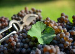 Iniziata la vendemmia 2024 del Pinot Grigio nel Nordest prezzo delle uve in aumento