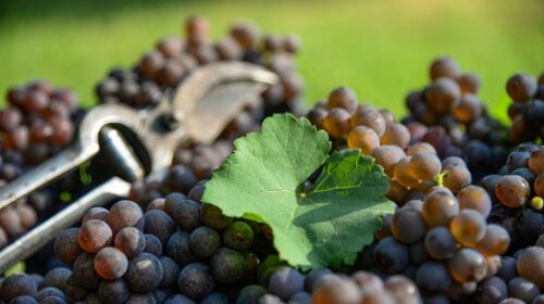 Iniziata la vendemmia 2024 del Pinot Grigio nel Nordest prezzo delle uve in aumento