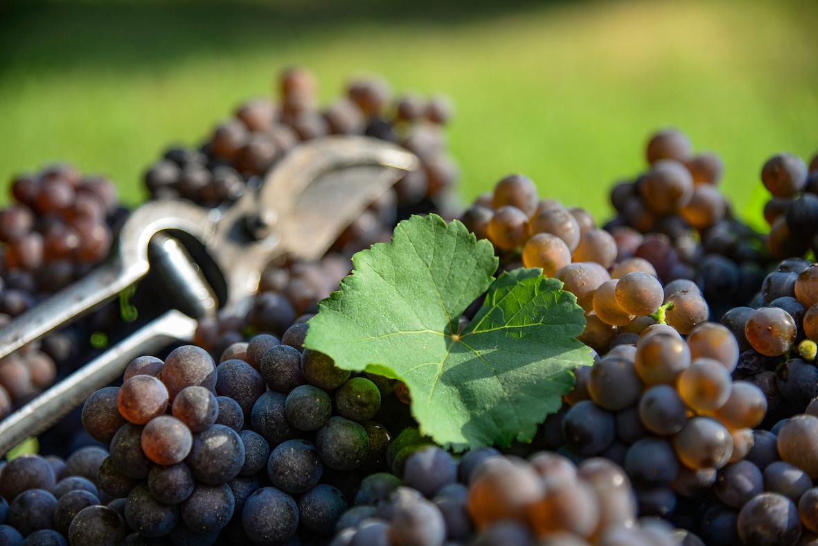 Iniziata la vendemmia 2024 del Pinot Grigio nel Nordest prezzo delle uve in aumento