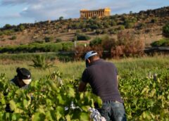 Iniziata la vendemmia 2024 in Sicilia ecco cosa aspettarsi zona per zona