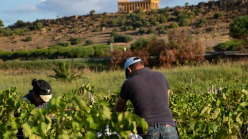 Iniziata la vendemmia 2024 in Sicilia ecco cosa aspettarsi zona per zona