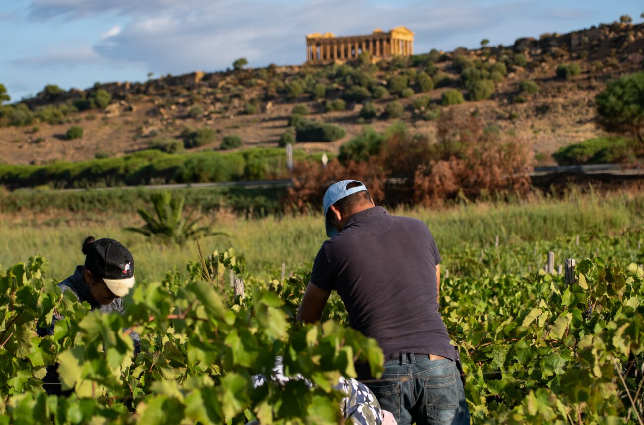 Iniziata la vendemmia 2024 in Sicilia ecco cosa aspettarsi zona per zona