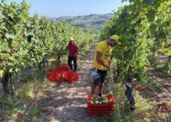 Iniziata la vendemmia 2024 in Lombardia, per l'esattezza in Oltrepò pavese: «Qualità soddisfacente» secondo Coldiretti Lombardia