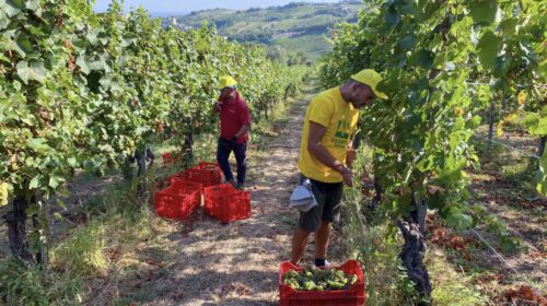 Iniziata la vendemmia 2024 in Lombardia, per l'esattezza in Oltrepò pavese: «Qualità soddisfacente» secondo Coldiretti Lombardia