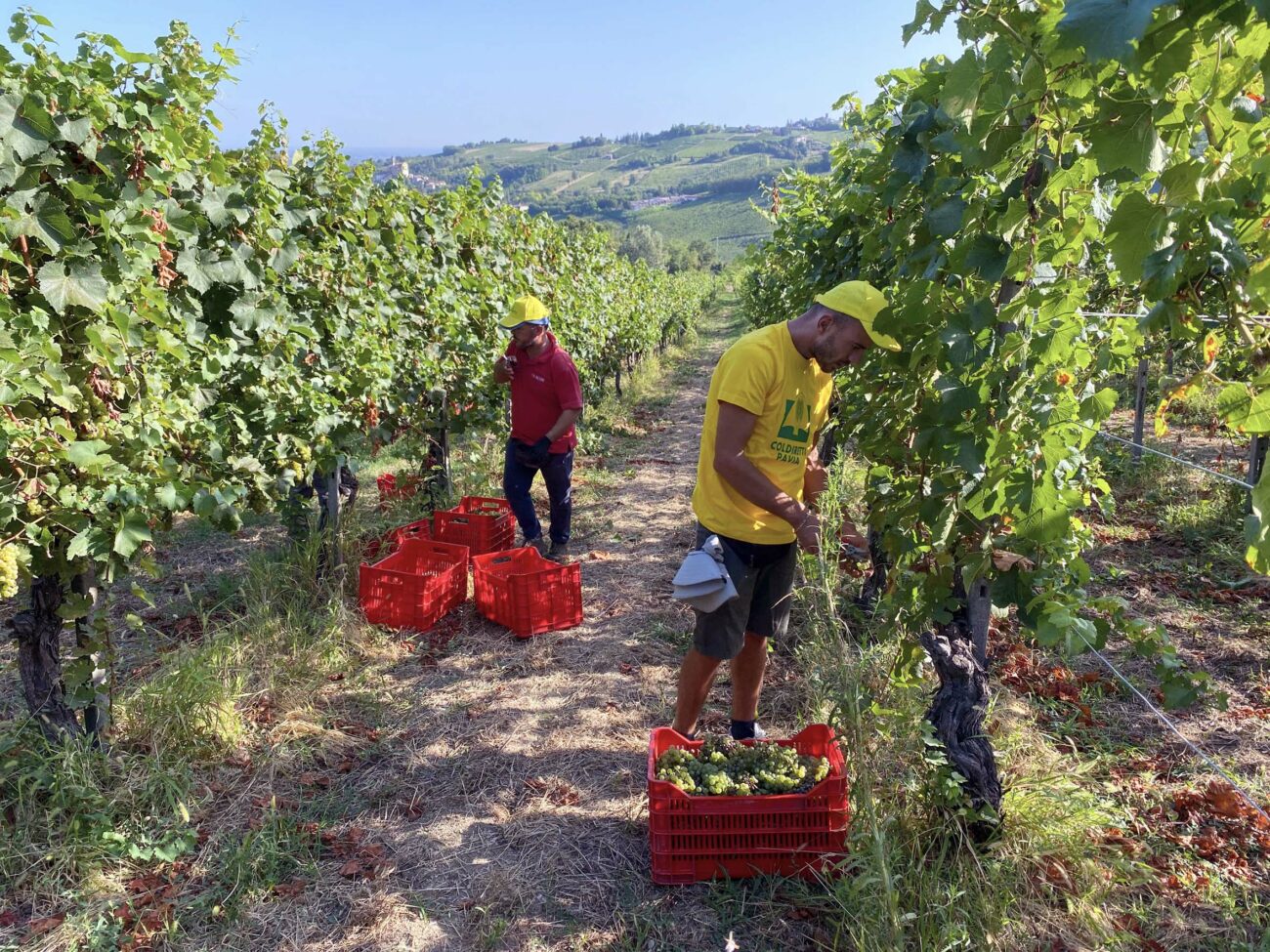 Iniziata la vendemmia 2024 in Lombardia, per l'esattezza in Oltrepò pavese: «Qualità soddisfacente» secondo Coldiretti Lombardia