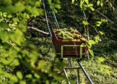 Vendemmia 2024 del Prosecco Conegliano Valdobbiadene: piogge e notti tropicali