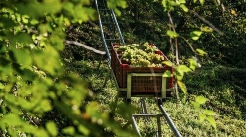 Vendemmia 2024 del Prosecco Conegliano Valdobbiadene: piogge e notti tropicali