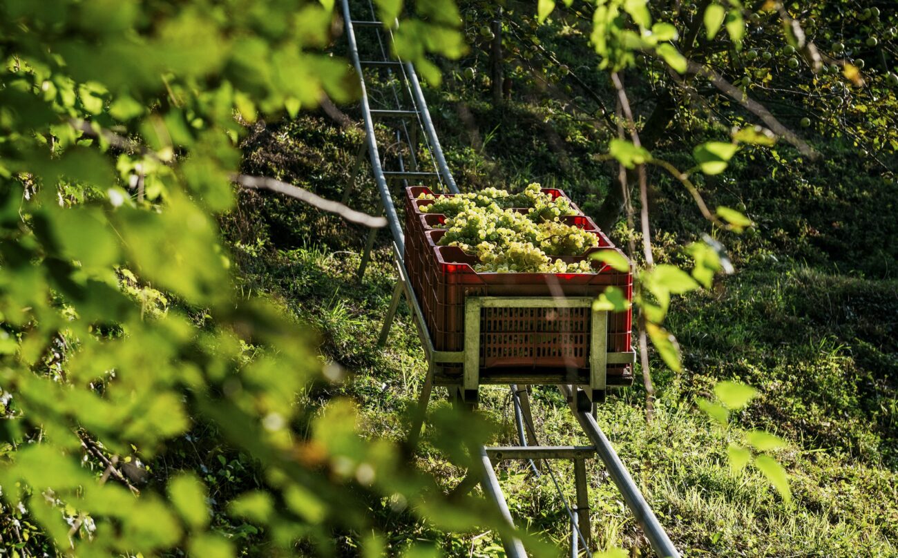 Vendemmia 2024 del Prosecco Conegliano Valdobbiadene: piogge e notti tropicali