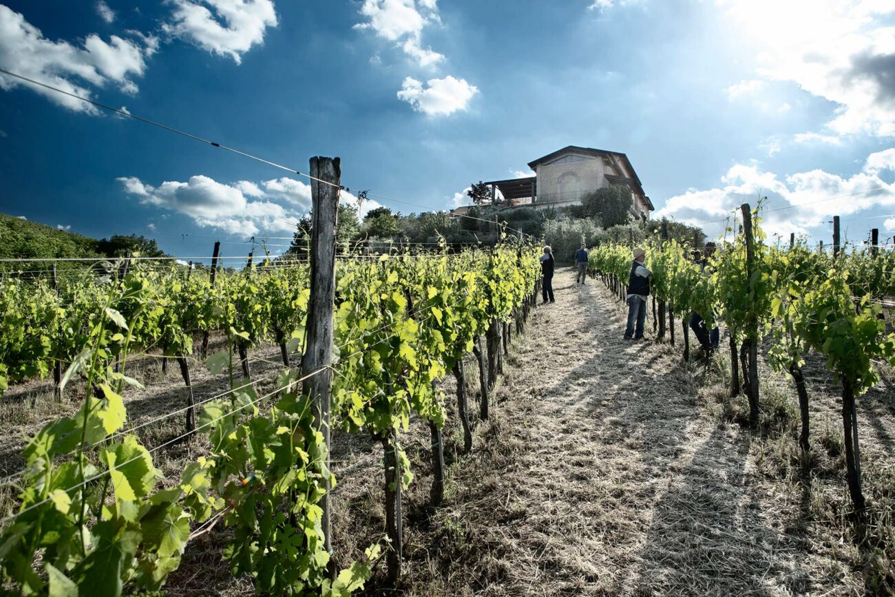 Fontanavecchia Miglior Cantina Sud Italia Guida Winemag 2025 migliori vini italiani la Falanghina del sannio a casa libero rillo Libero B Particella 148, Libero F Particella 190 e Libero T Particella 031