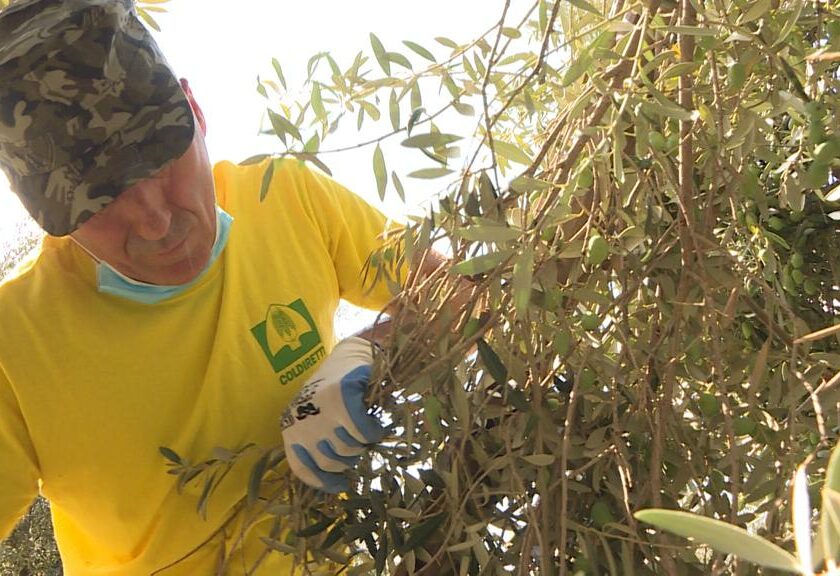 Olio d'oliva italiano 2024: produzione giù del 32% per la siccità. Qualità salva