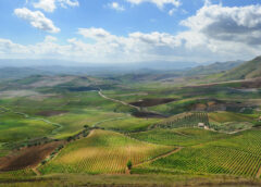 Perché la Sicilia naviga a V.I.S.T.A. sul Lucido (Catarratto) progetto Doc Sicilia, Irvo, Assoenologi