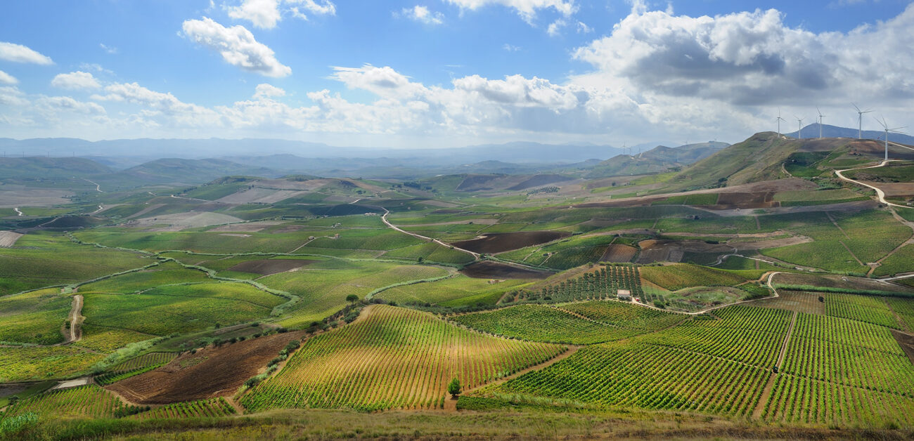 Perché la Sicilia naviga a V.I.S.T.A. sul Lucido (Catarratto) progetto Doc Sicilia, Irvo, Assoenologi