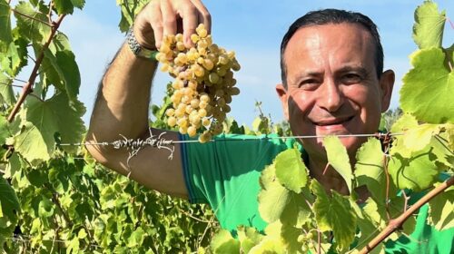 Riparbella, vendemmia 2024 positiva per il nuovo brand della Toscana del vino Flavio Nuti, presidente AVCR