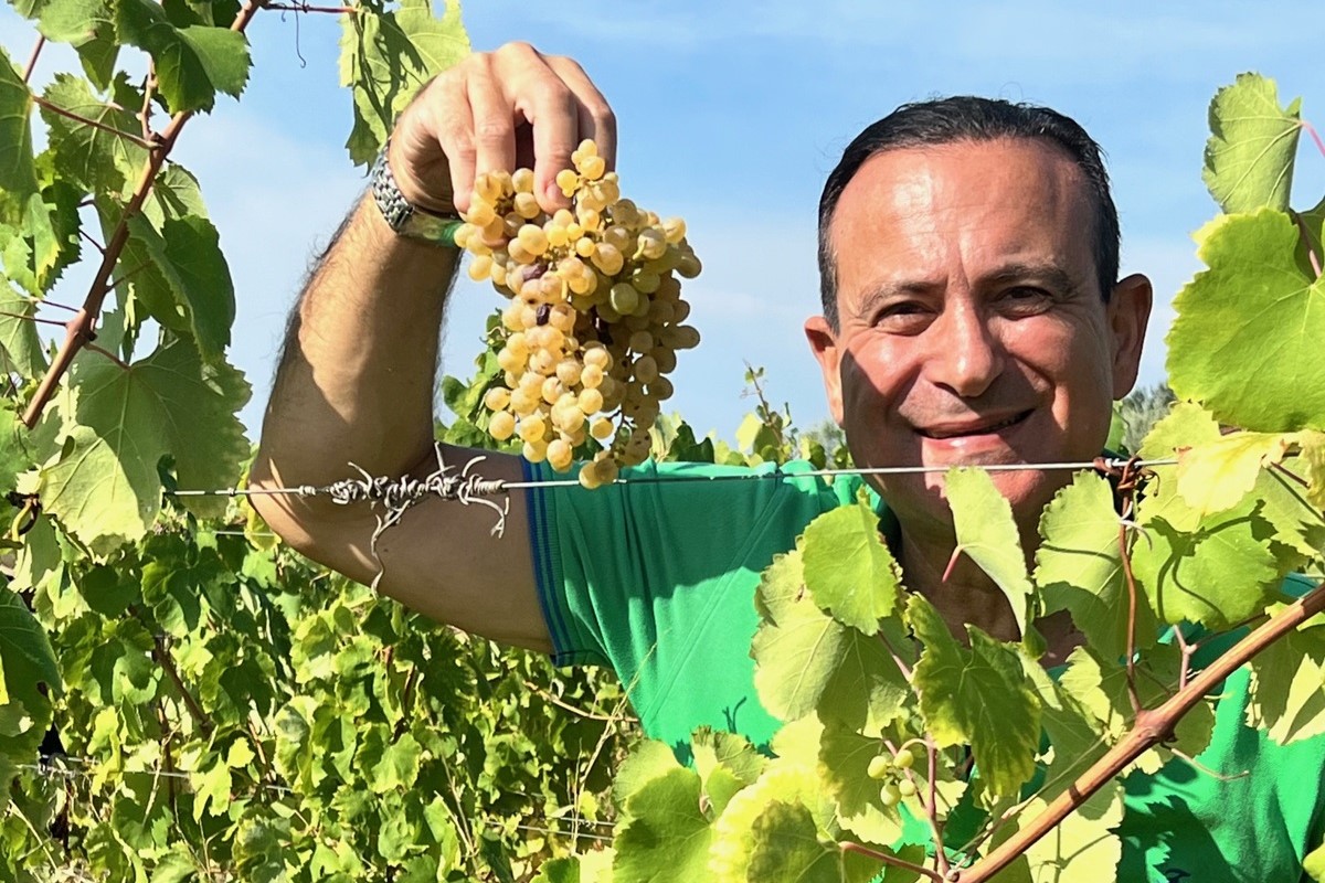 Riparbella, vendemmia 2024 positiva per il nuovo brand della Toscana del vino Flavio Nuti, presidente AVCR