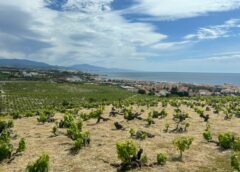 Spagna-in-Andalusia-maxi-piano-di-zonazione-dei-vigneti-nella-foto-Vina-del-Penoncillo-Malaga