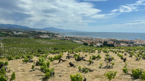 Spagna-in-Andalusia-maxi-piano-di-zonazione-dei-vigneti-nella-foto-Vina-del-Penoncillo-Malaga