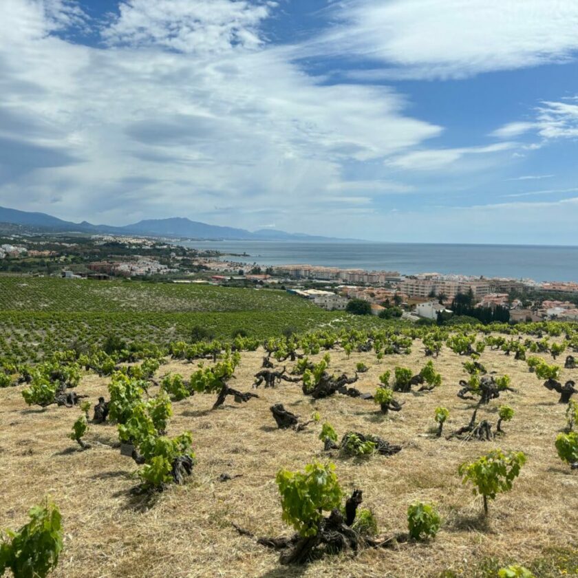 Spagna-in-Andalusia-maxi-piano-di-zonazione-dei-vigneti-nella-foto-Vina-del-Penoncillo-Malaga