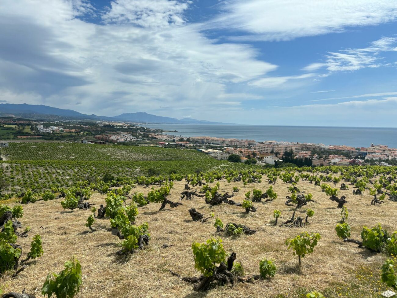 Spagna-in-Andalusia-maxi-piano-di-zonazione-dei-vigneti-nella-foto-Vina-del-Penoncillo-Malaga