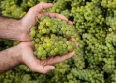 Vendemmia 2024 Italia, stime vendemmiali assoenologi, ismea, unione italiana vini sfumato obiettivo dei 43-45 milioni di ettolitri