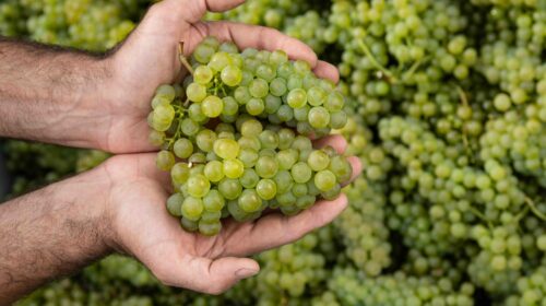 Vendemmia 2024 Italia, stime vendemmiali assoenologi, ismea, unione italiana vini sfumato obiettivo dei 43-45 milioni di ettolitri