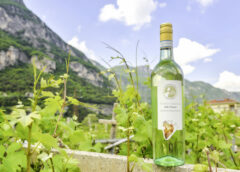 Pinot Grigio delle Venezie un caterpillar che può crescere ancora. Ecco come ricci curbastro albino armani convegno udine Tra nuovi modelli e sfide di mercato