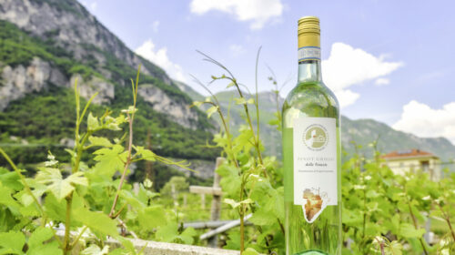 Pinot Grigio delle Venezie un caterpillar che può crescere ancora. Ecco come ricci curbastro albino armani convegno udine Tra nuovi modelli e sfide di mercato