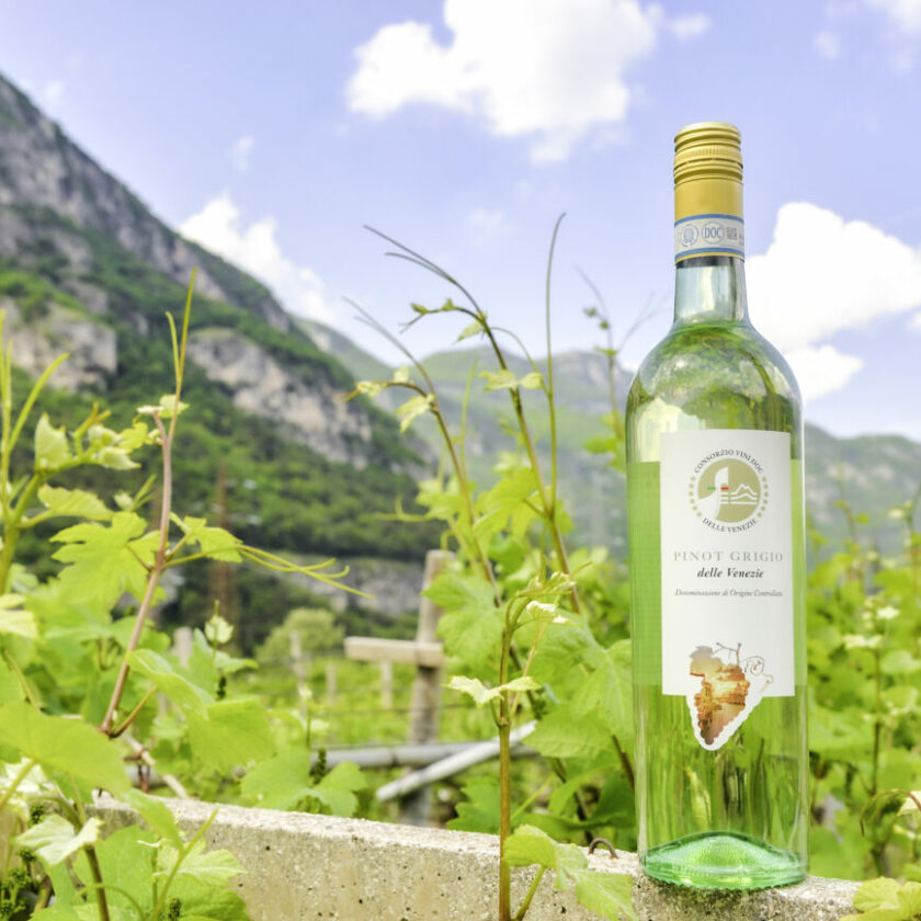 Pinot Grigio delle Venezie un caterpillar che può crescere ancora. Ecco come ricci curbastro albino armani convegno udine Tra nuovi modelli e sfide di mercato