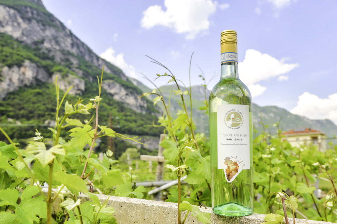 Pinot Grigio delle Venezie un caterpillar che può crescere ancora. Ecco come ricci curbastro albino armani convegno udine Tra nuovi modelli e sfide di mercato