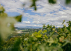 Ripa della Volta sostenibilità in Valpantena valpolicella