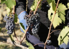 Vendemmia 2024 Montalcino annata d’oro per Brunello e Rosso