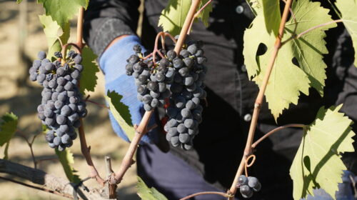 Vendemmia 2024 Montalcino annata d’oro per Brunello e Rosso