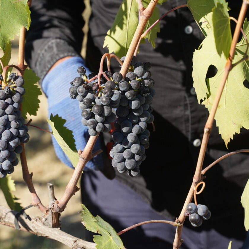 Vendemmia 2024 Montalcino annata d’oro per Brunello e Rosso