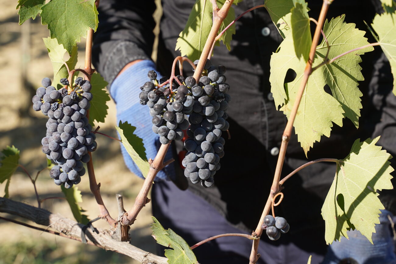 Vendemmia 2024 Montalcino annata d’oro per Brunello e Rosso