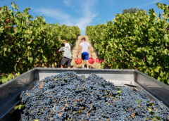 Lambrusco, aggiornati i disciplinari. Sottozona Monte Barello per il Grasparossa tutte le novità