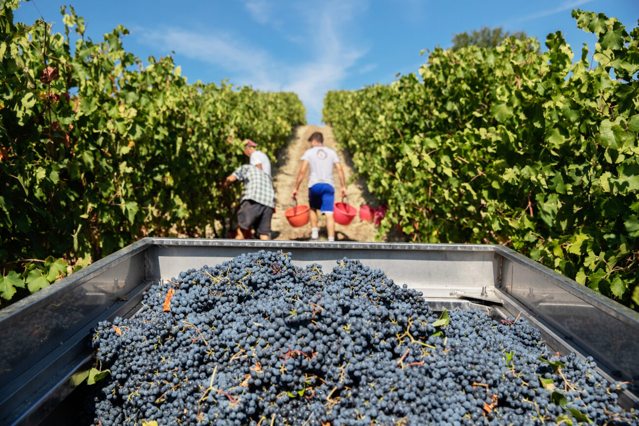 Lambrusco, aggiornati i disciplinari. Sottozona Monte Barello per il Grasparossa tutte le novità