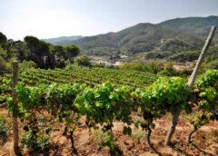 migliori Granaccia liguria, momento d oro per il rosso della Liguria migliori assaggi nelle versioni leggere e complesse del vitigno (sinonimo di Cannonau)