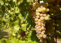 In Toscana il Concorso Enologico Nazionale Vermentino 2025