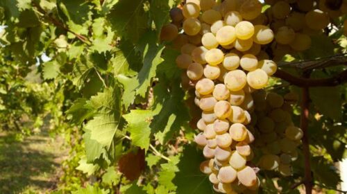 In Toscana il Concorso Enologico Nazionale Vermentino 2025